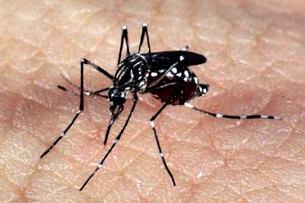 O Aedes aegypti é o mosquito transmissor da dengue, da febre chikungunya e do zika vírus