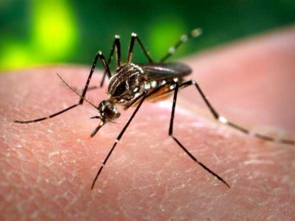 Municípios se mobilizam no combate ao Aedes aegypti