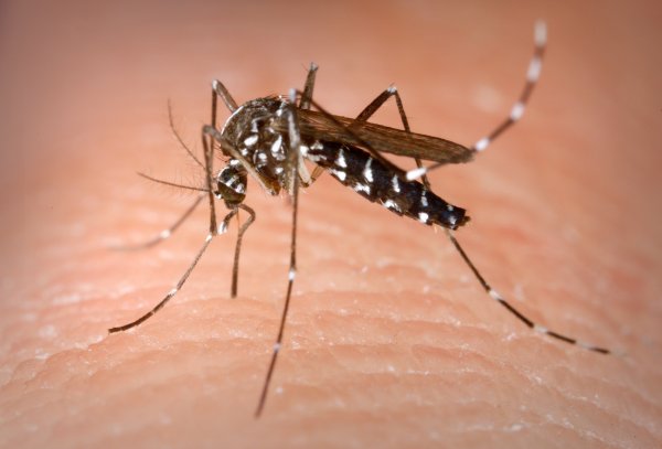 Portaria do Ministério da Saúde torna obrigatório levantamento do Índice de Infestação para Aedes aegypti